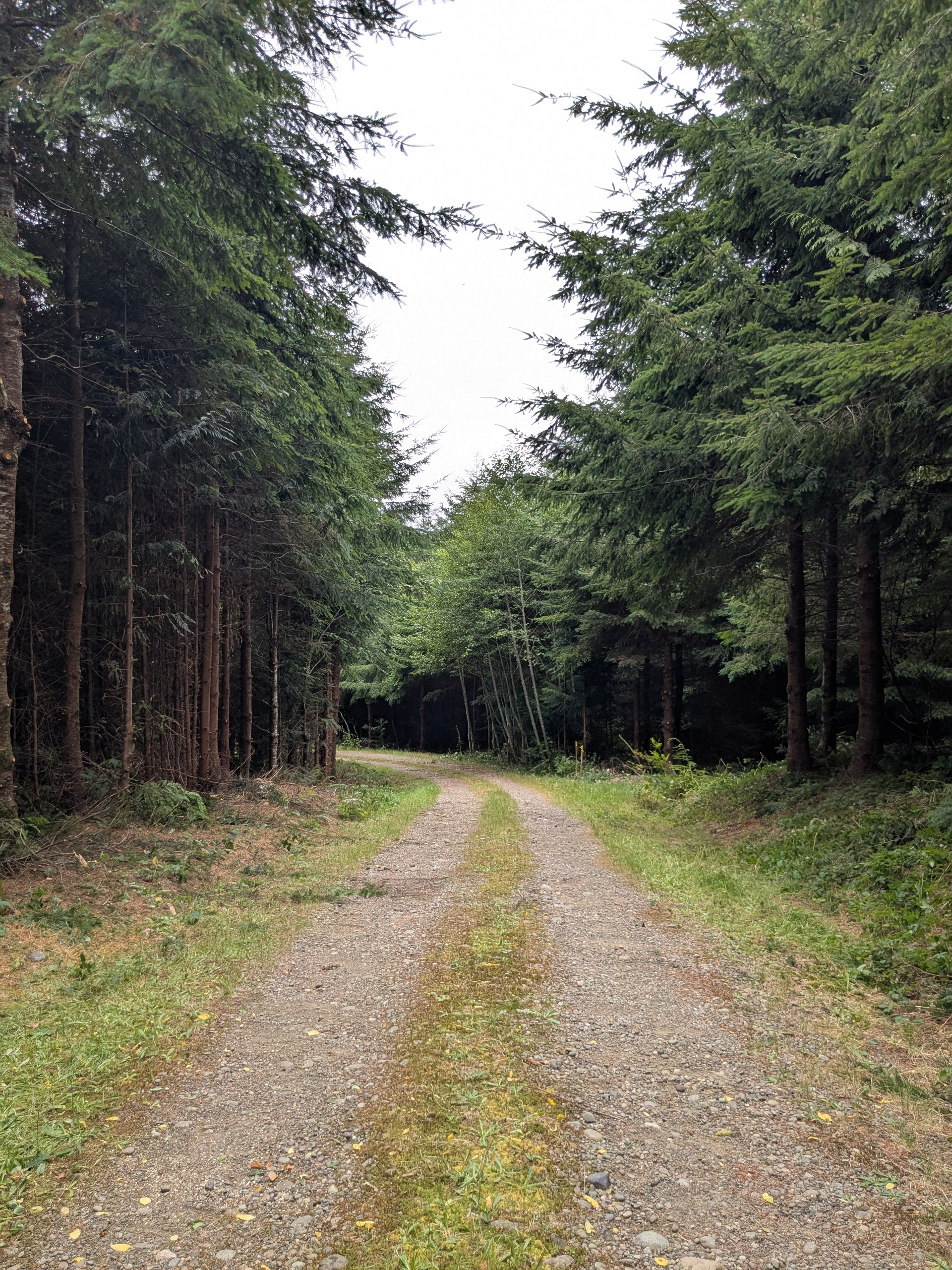 Olympic Peninsula forest project — after