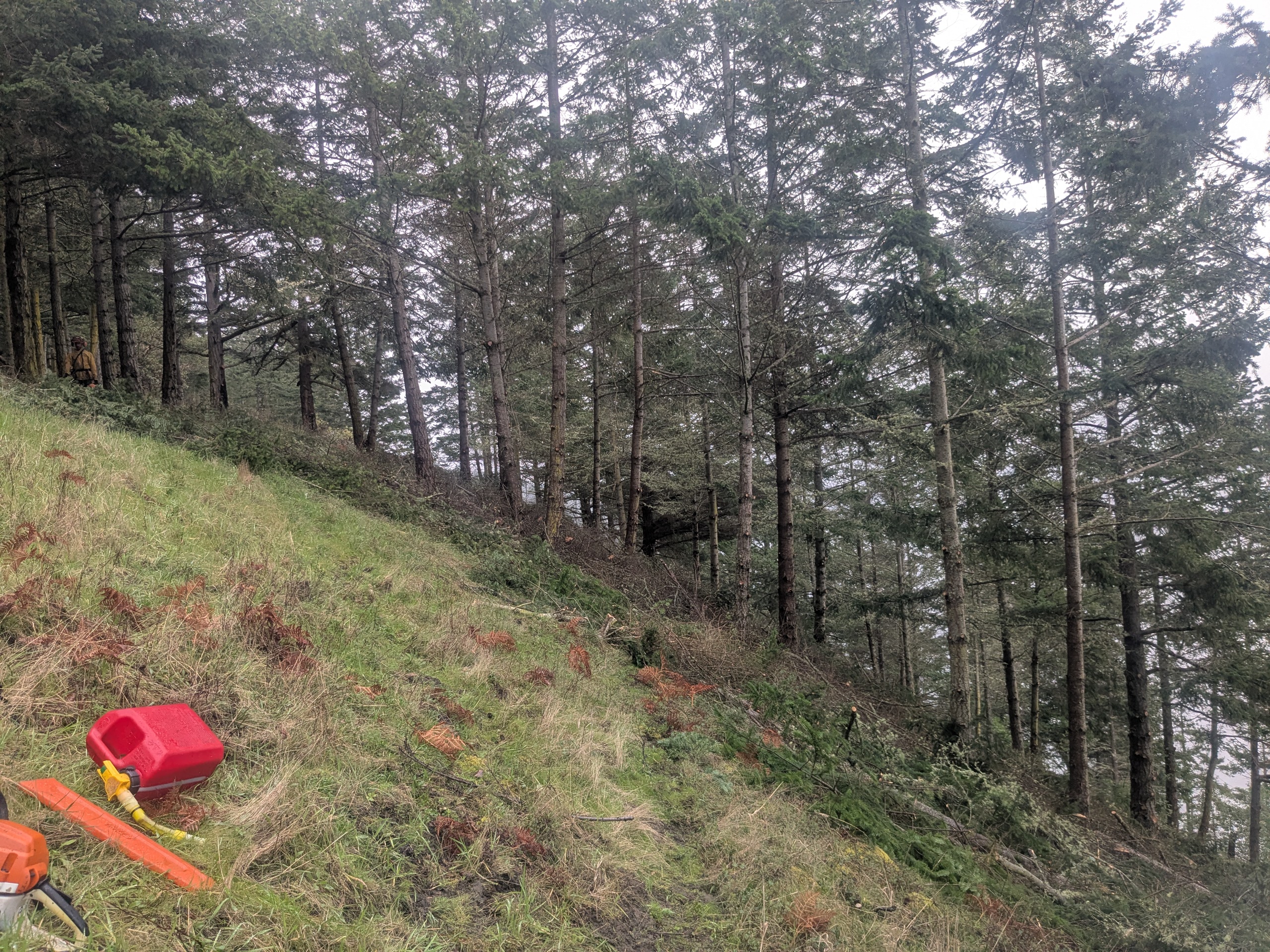 Olympic Peninsula forest project — after