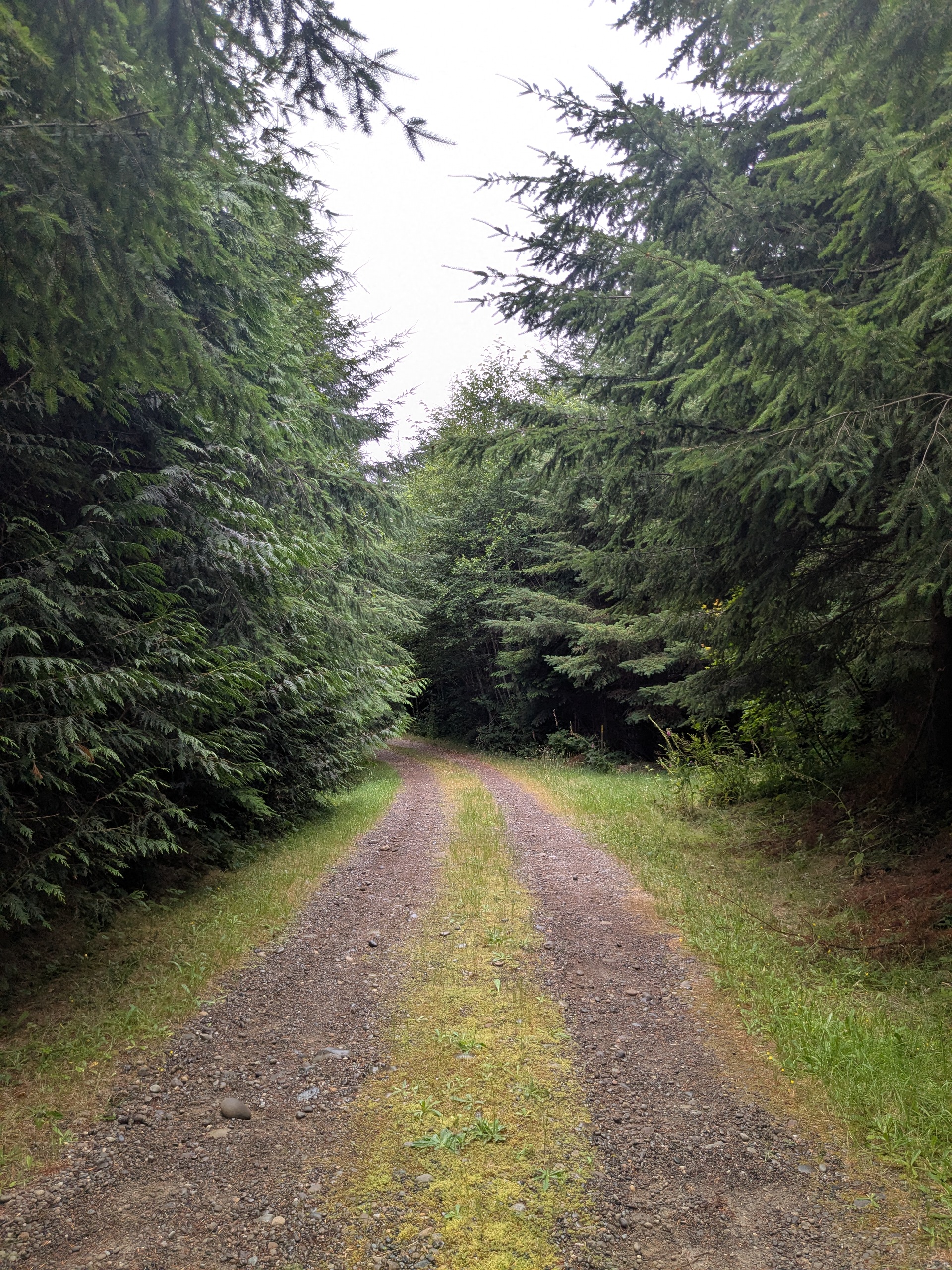 Olympic Peninsula forest project — before