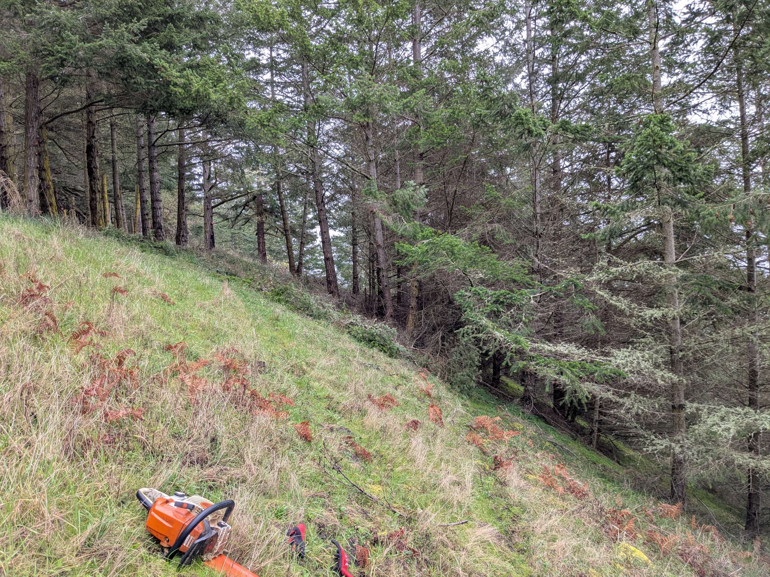 Olympic Peninsula forest project — before