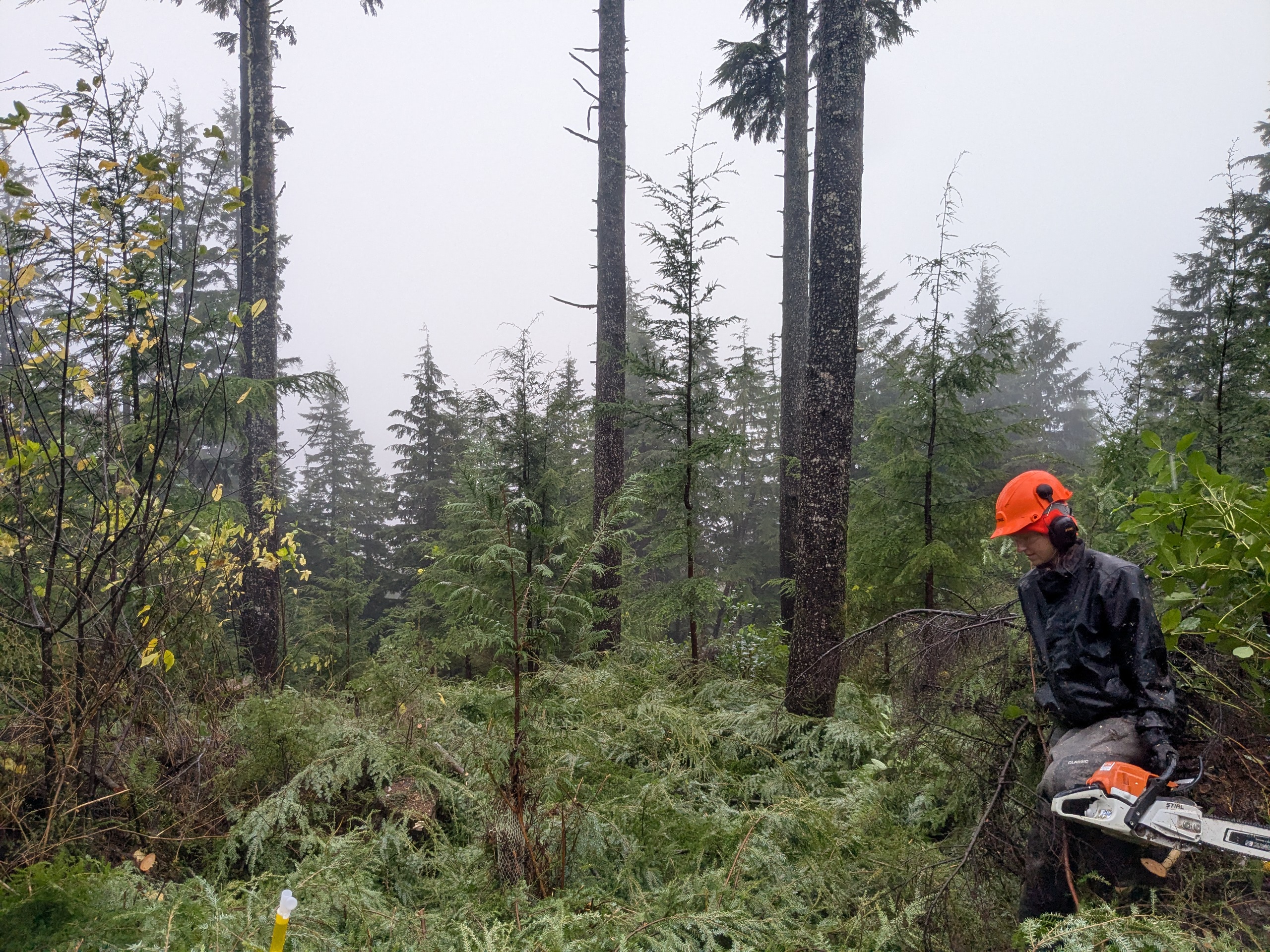 Forest thinning work on the Olympic Peninsula