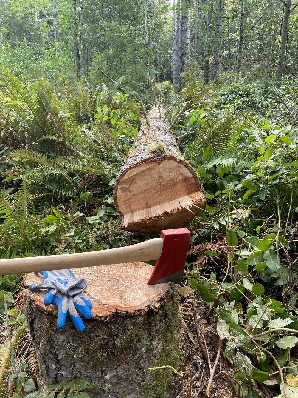 Axe resting on a freshly cut stump with a felled tree in lush fern-covered forest — low-impact timber harvesting