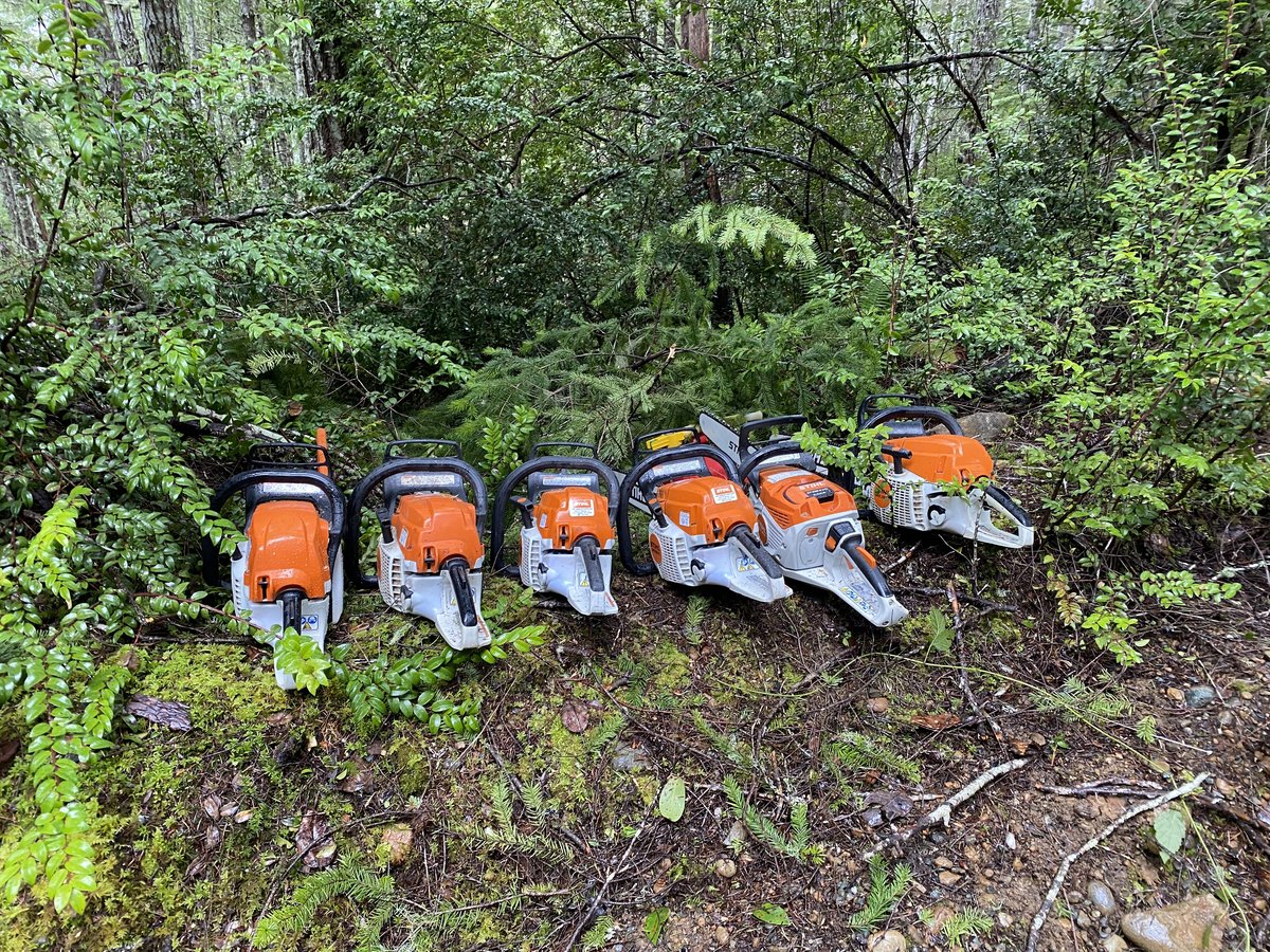 Stihl chainsaws lined up on the forest floor — tools for invasive species clearing