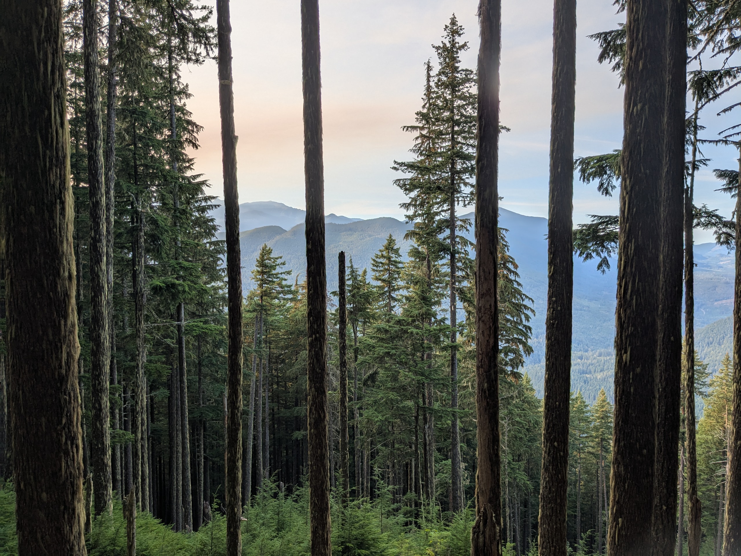 Tree planting and reforestation work on the Olympic Peninsula