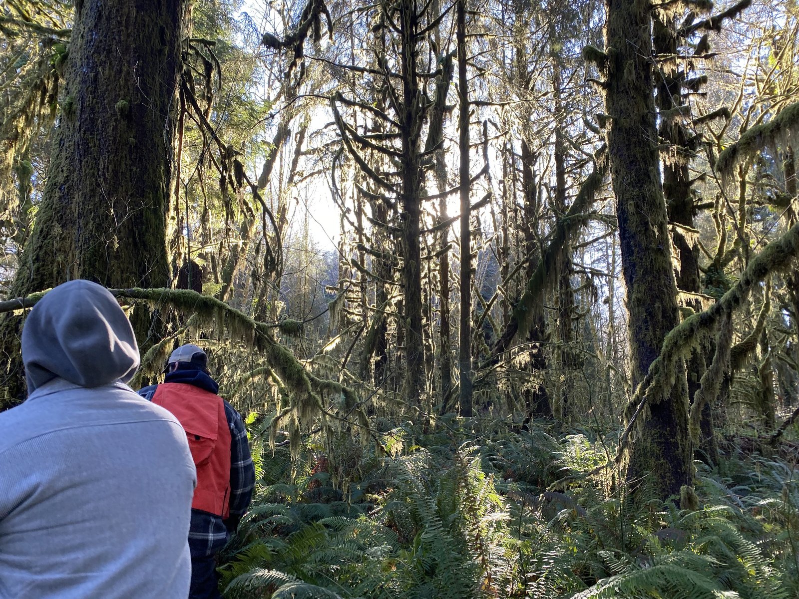 Two crew members walking through a moss-draped Olympic Peninsula forest during a site assessment