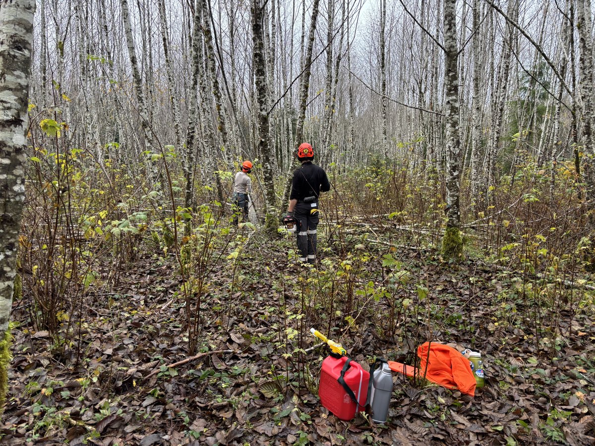 Two crew members in hard hats working through a dense birch and alder stand during forest thinning