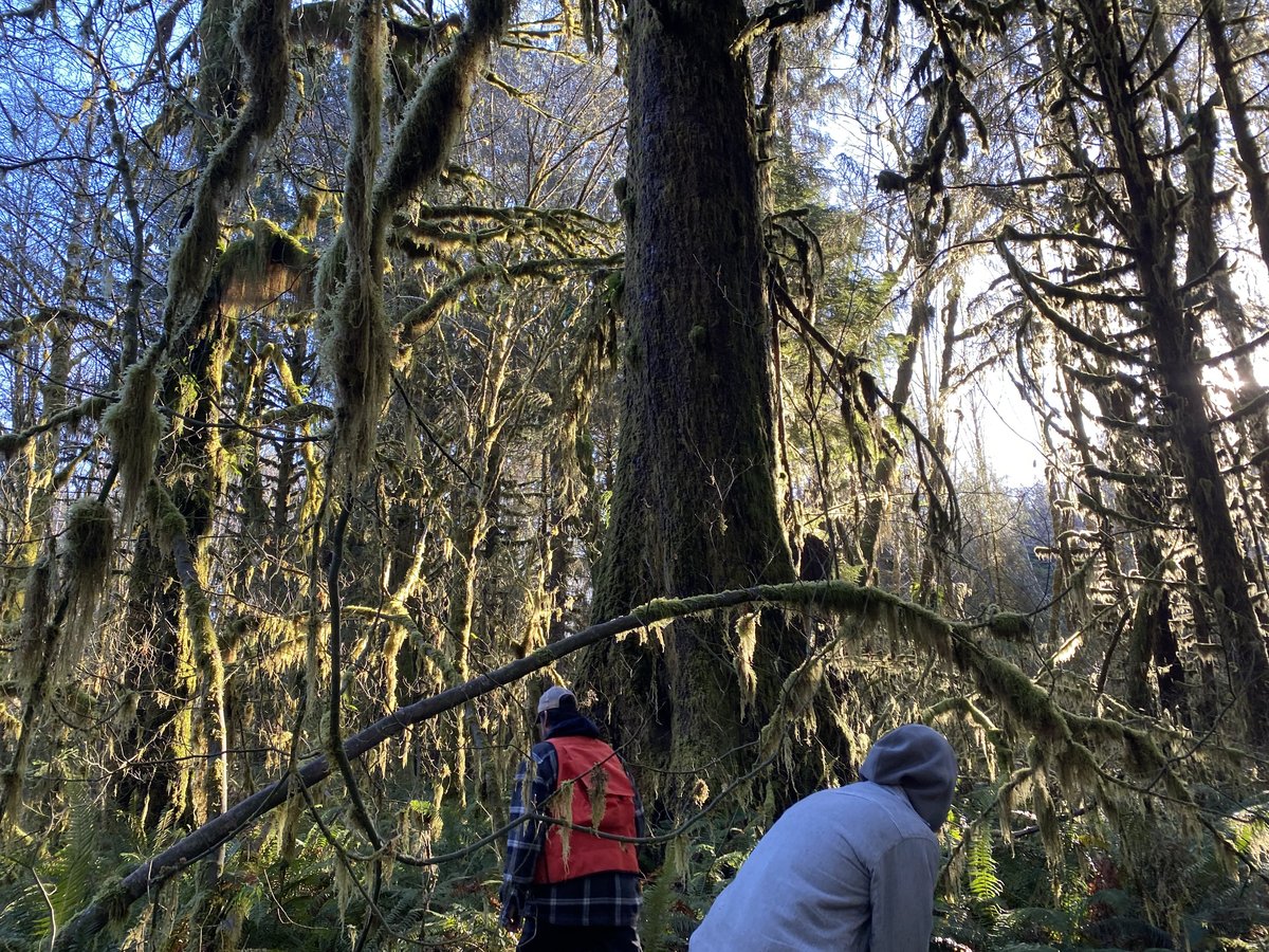 Two crew members assessing a moss-draped old-growth forest canopy during a forestry consultation