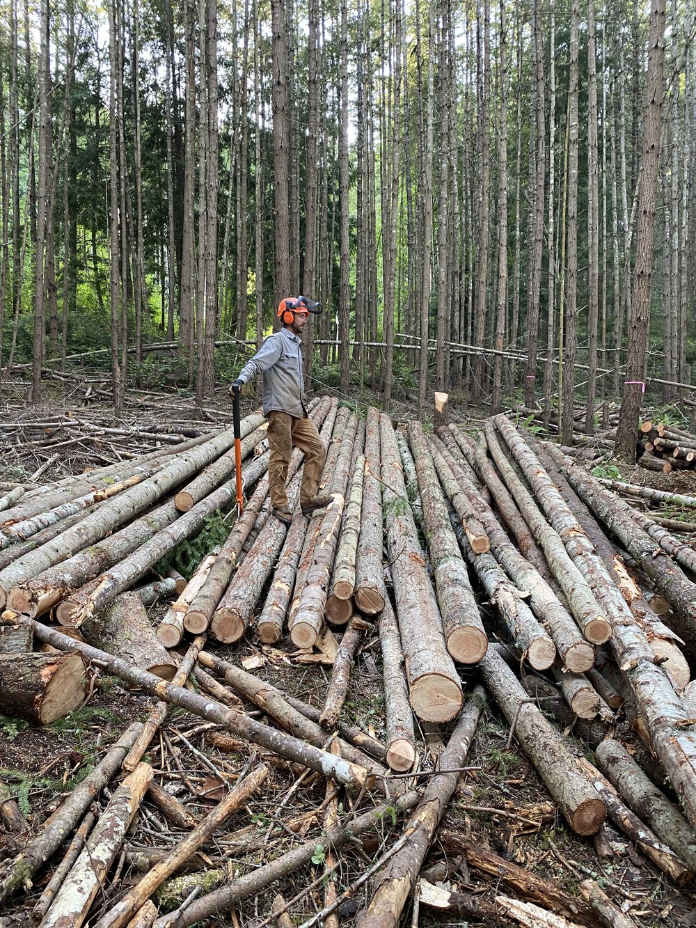 Timber harvesting on the Olympic Peninsula — crew member standing on a log deck in a managed forest