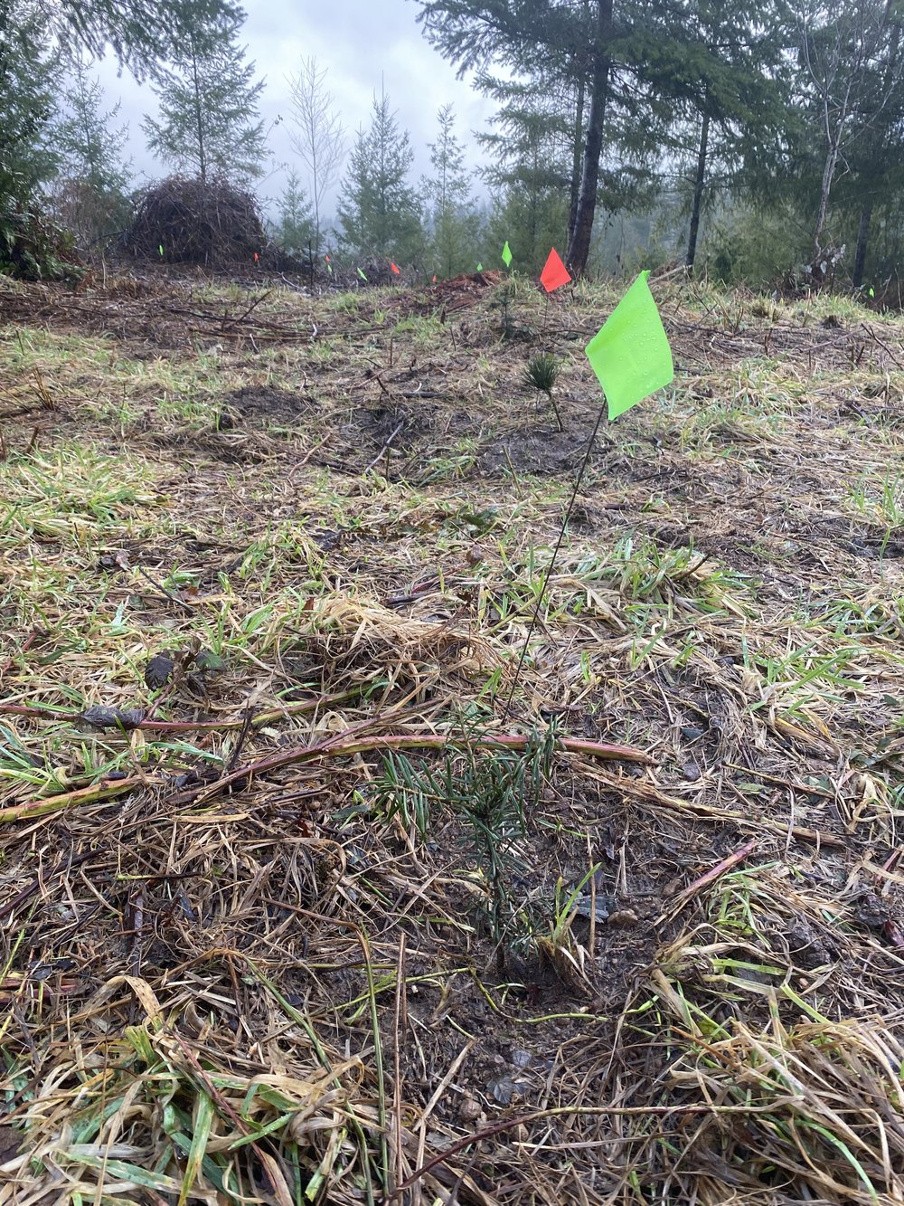 Newly planted conifer seedling with green marker flag on an Olympic Peninsula reforestation site